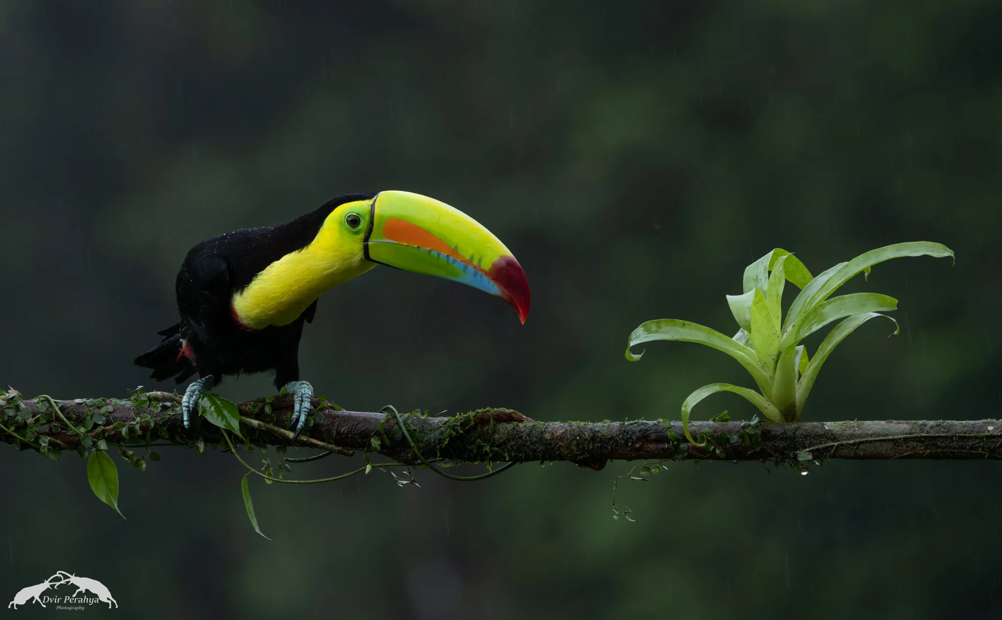 Keel-billed toucan, Boca Tapada
